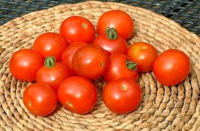 Gardener S Delight Tomato Nitty Grits